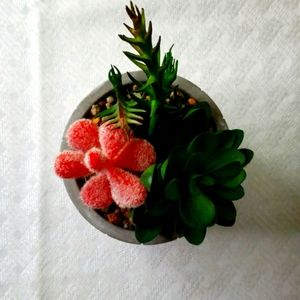 Cement Container‎ of faux succulents Decocrate